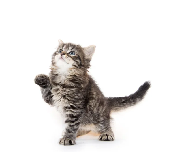 Cute tabby kitten on white background — Stock Photo, Image