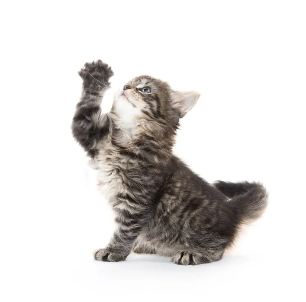 Mignon chaton tabby sur fond blanc — Photo