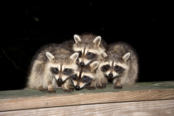 Four cute baby raccoons on a deck railing