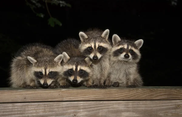 Four cute baby raccoons on a deck railing — Stock Photo, Image