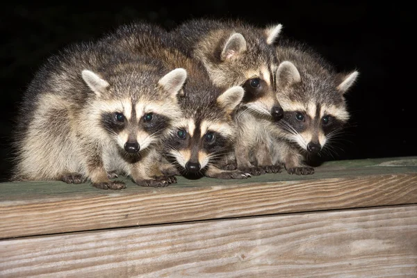 Four cute baby raccoons on a deck railing — Stock Photo, Image