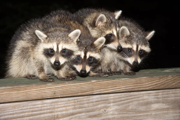 Cuatro mapaches bebé lindo en una barandilla de cubierta — Foto de Stock