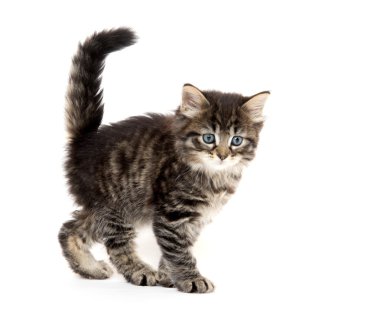 Şirin Bebek tabby yavru kedi beyaz