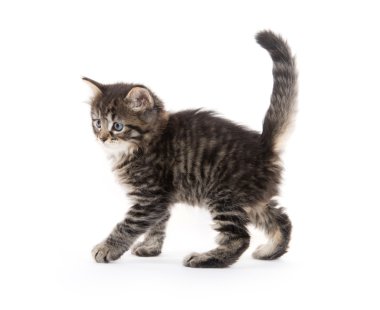 Şirin Bebek tabby yavru kedi beyaz