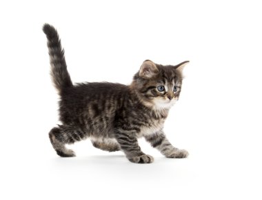 Şirin Bebek tabby yavru kedi beyaz