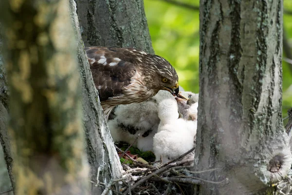 Cooper-s hawk voederen van kuikens — Stockfoto