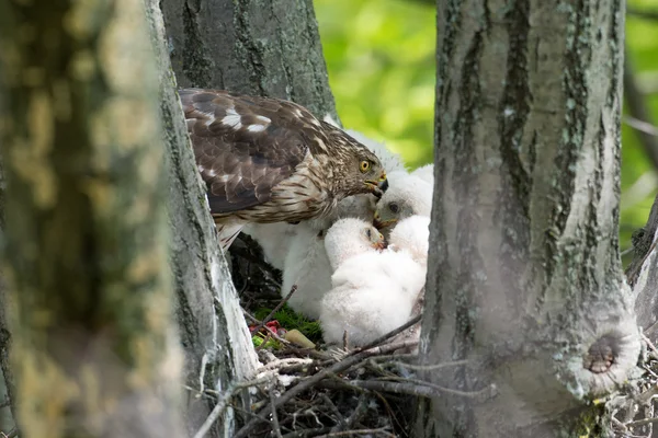 Cooper-s falcão alimentando filhotes — Fotografia de Stock