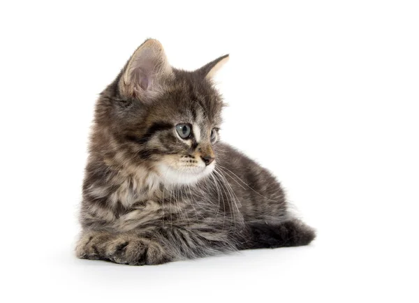 Carino bambino tabby gattino su bianco — Foto Stock