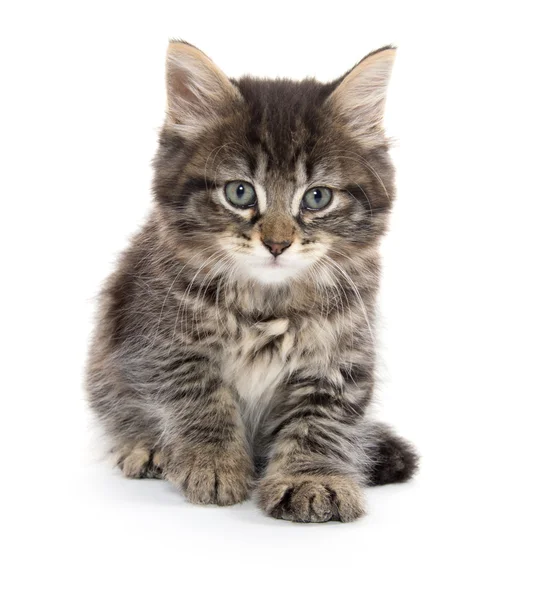 Lindo bebé tabby gatito en blanco —  Fotos de Stock