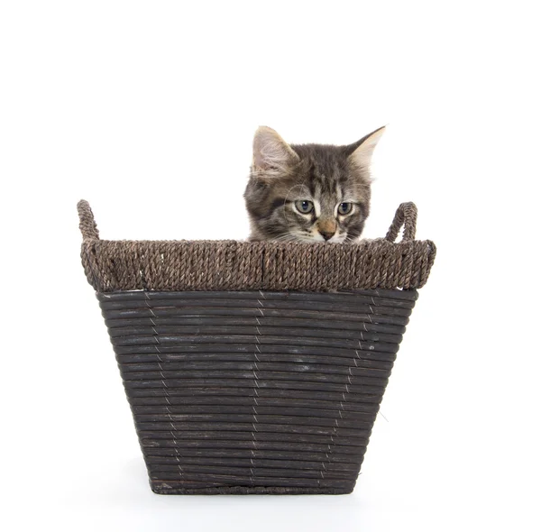 Cute tabby kitten in basket — Stock Photo, Image