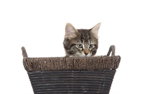 Lindo tabby gatito en cesta — Foto de Stock
