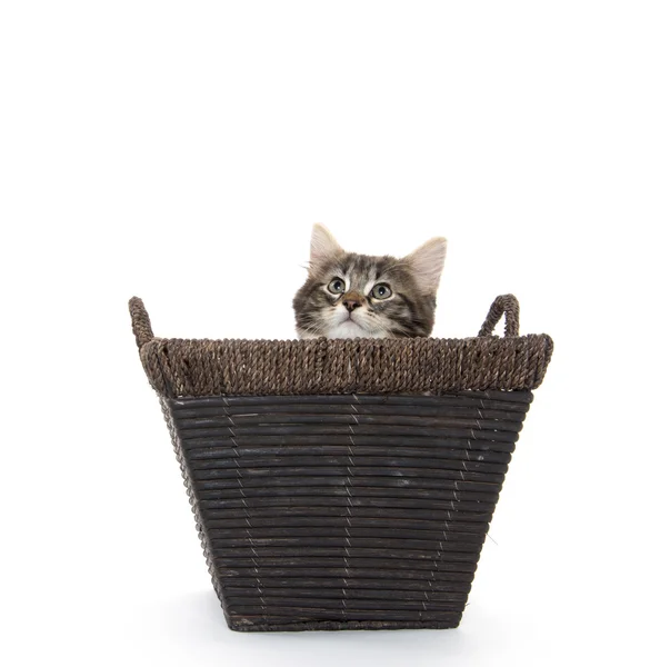 Cute tabby kitten in basket — Stock Photo, Image