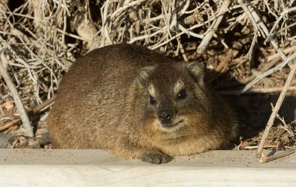 岩 dassie — ストック写真