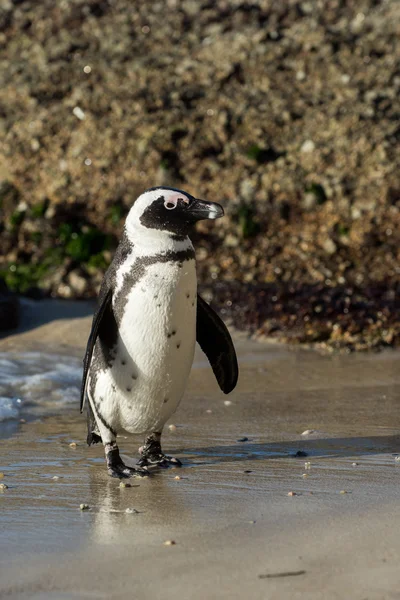 Pingouin africain sur la plage — Photo