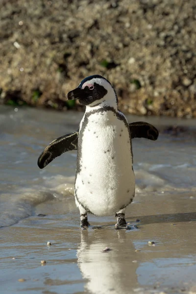 ビーチでのアフリカのペンギン — ストック写真