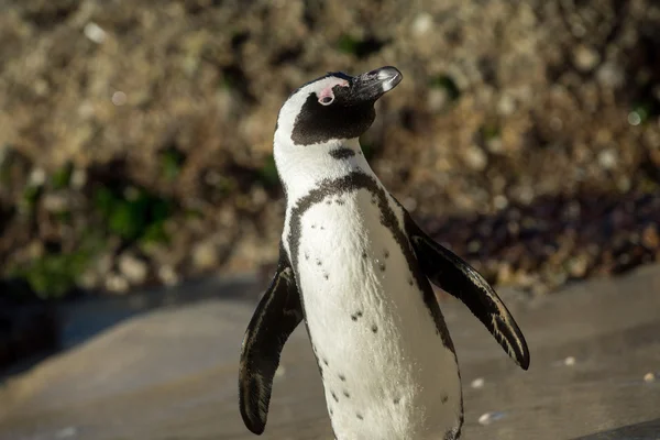 Afrikanska penguin på stranden — Stockfoto