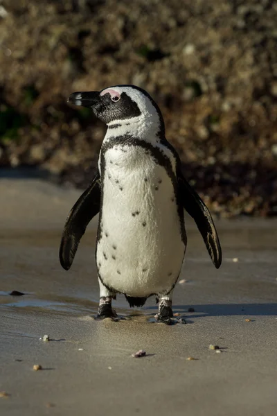 Pingüino africano en la playa — Foto de Stock