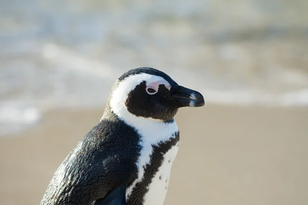 Afrikanska penguin porträtt — Stockfoto