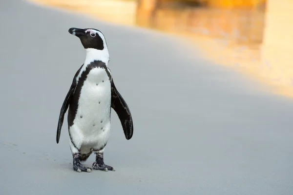 Pinguim africano na praia — Fotografia de Stock