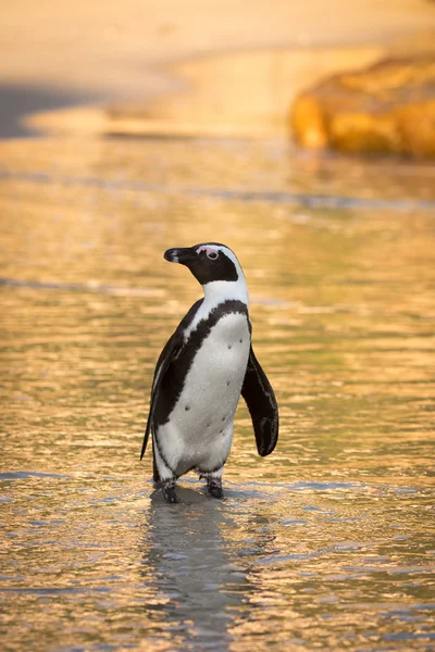 Afrikanska penguin på stranden — Stockfoto