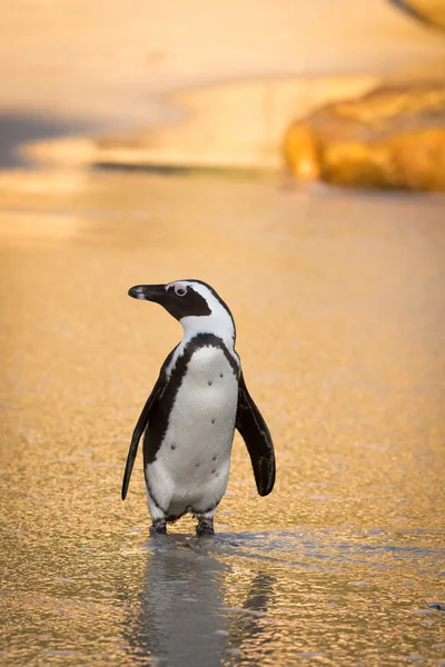 Pinguim africano na praia — Fotografia de Stock