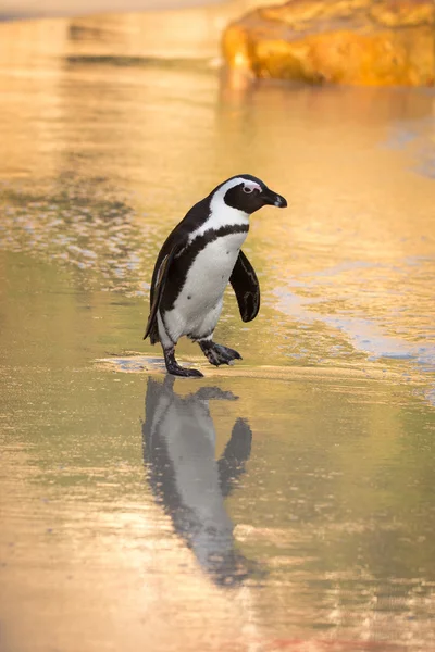 ビーチでのアフリカのペンギン — ストック写真