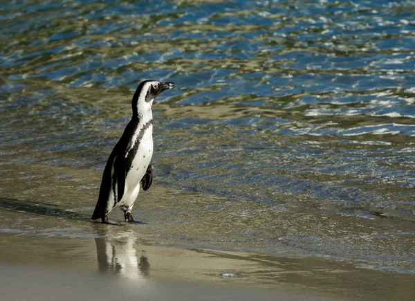 Afrikanska penguin på stranden — Stockfoto