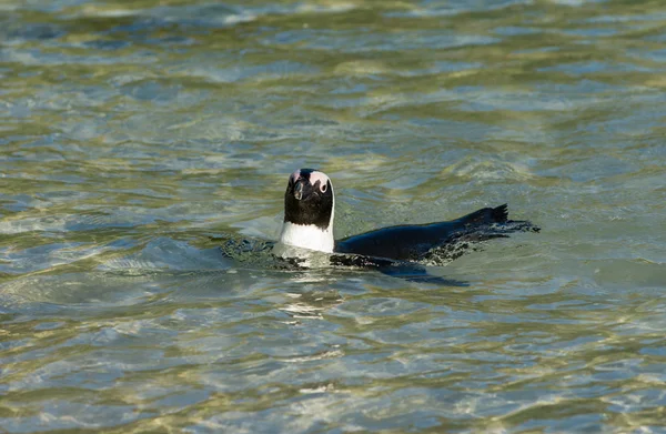 Afrikanischer Pinguin schwimmt im flachen Wasser — Stockfoto