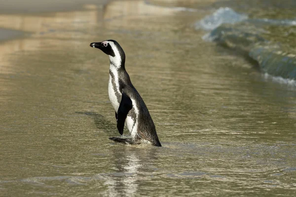 Pingüino africano en la playa — Foto de Stock