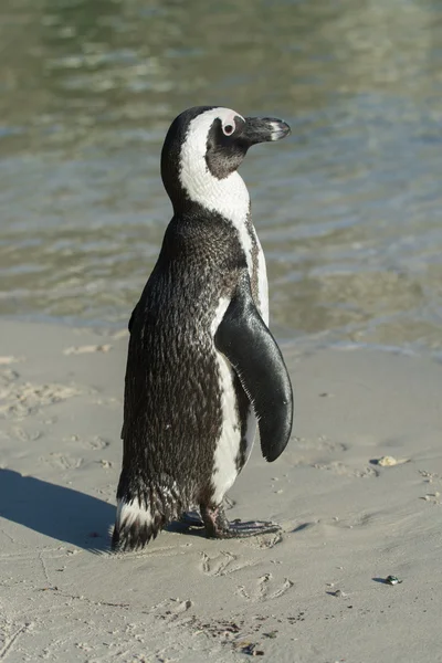 ビーチでのアフリカのペンギン — ストック写真