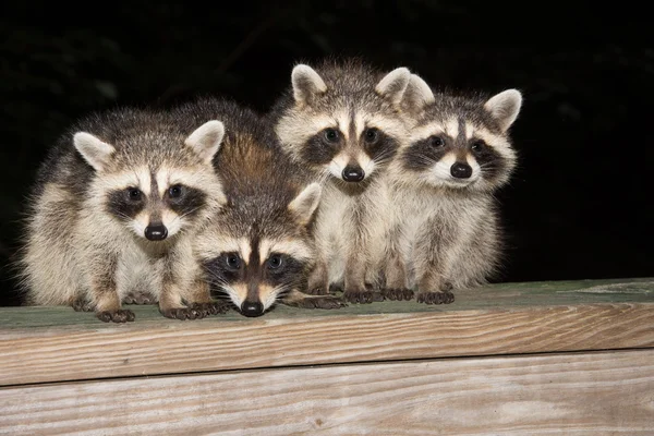 Quatro guaxinins de bebê bonitos em uma grade de convés — Fotografia de Stock