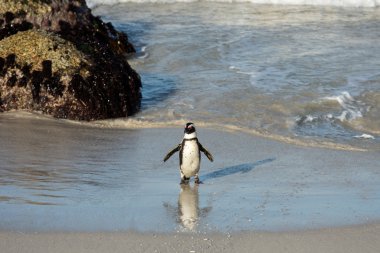 Sahilde Afrika penguen