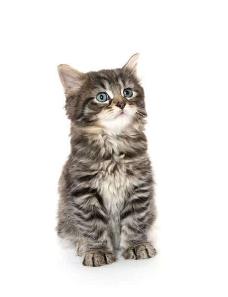 Mignon bébé tabby chaton sur blanc — Photo