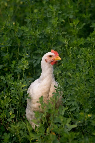 Корнуэльский рок — стоковое фото