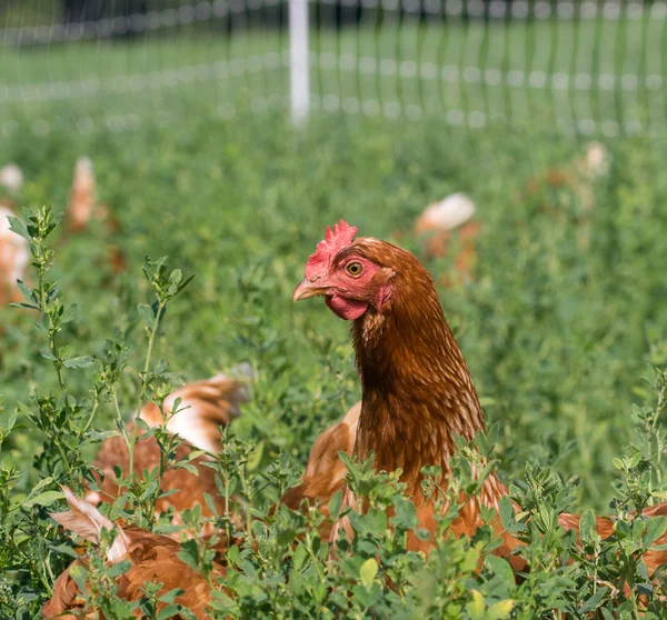 Red sex link galinhas — Fotografia de Stock