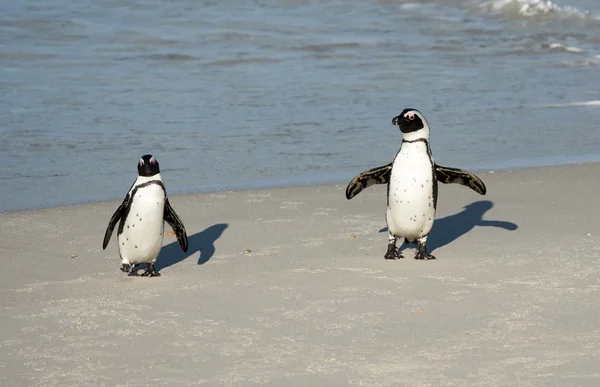 ビーチにはアフリカペンギンが2羽 — ストック写真