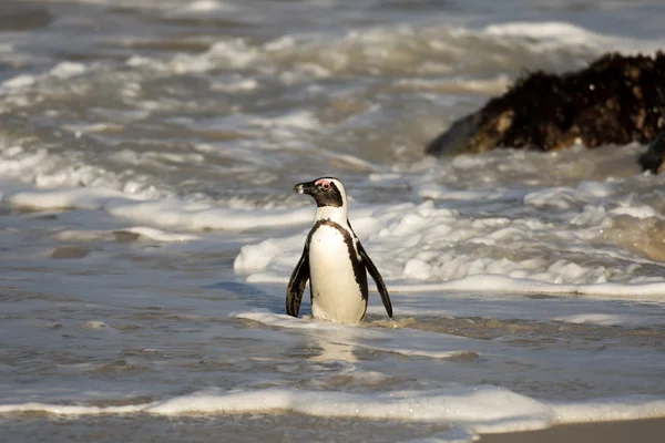 ビーチでのアフリカのペンギン — ストック写真