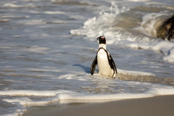 ビーチでのアフリカのペンギン — ストック写真