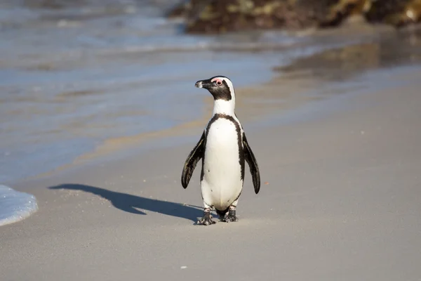 Afrikanska penguin på stranden — Stockfoto