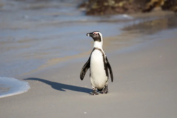 African penguin on the beach — Stock Photo, Image