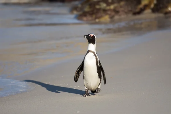 Африканский пингвин на пляже — стоковое фото