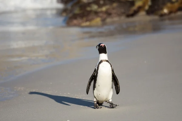 African penguin on the beach — Stock Photo, Image