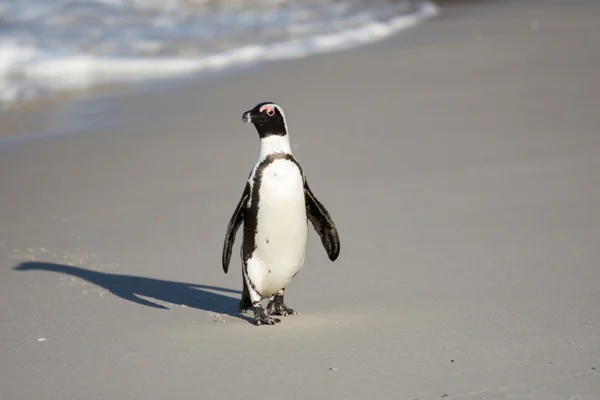 ビーチでのアフリカのペンギン — ストック写真