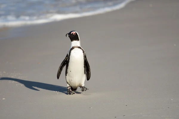 Pingüino africano en la playa — Foto de Stock