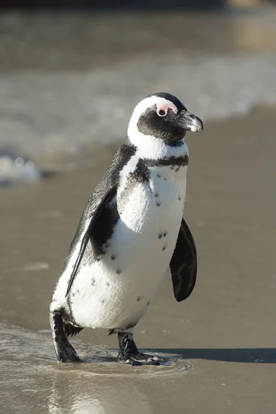 Pinguim africano na praia — Fotografia de Stock