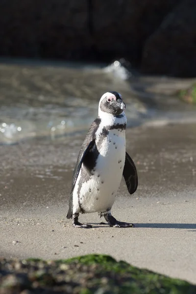 Pinguim africano na praia — Fotografia de Stock