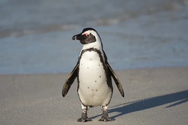 ビーチでのアフリカのペンギン — ストック写真
