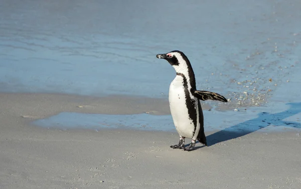 ビーチでのアフリカのペンギン — ストック写真