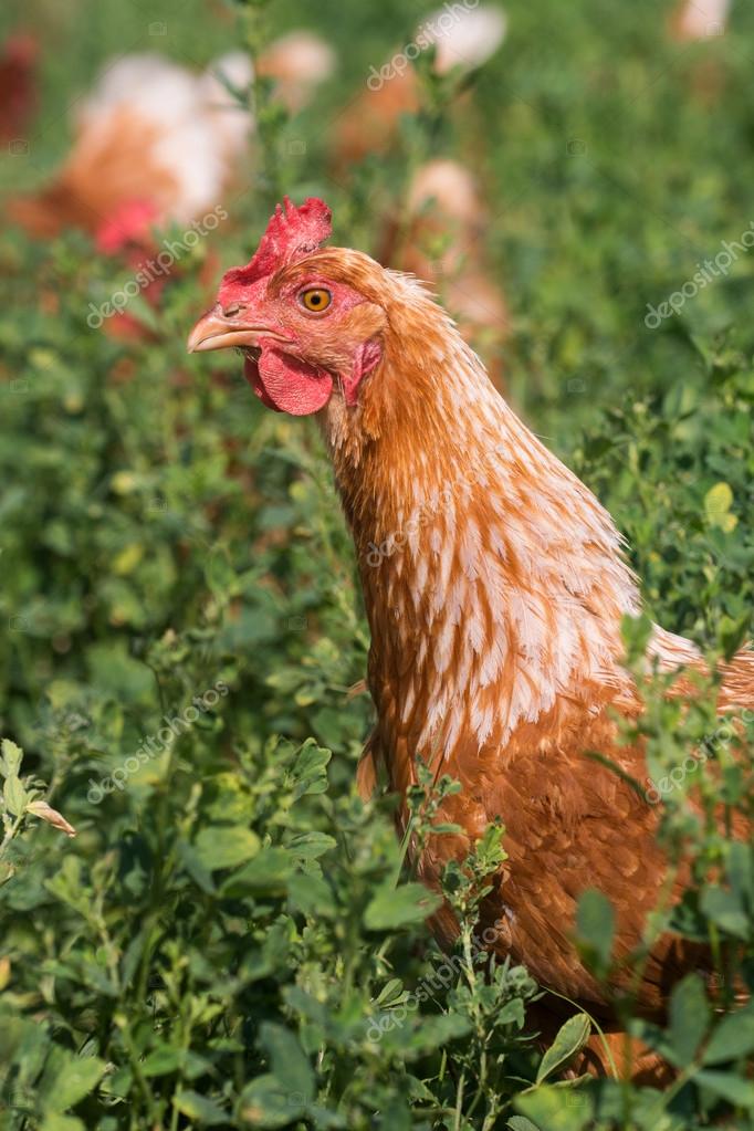 Schwarze Sex-Link-Pullets