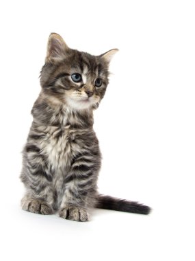 Şirin Bebek tabby yavru kedi beyaz